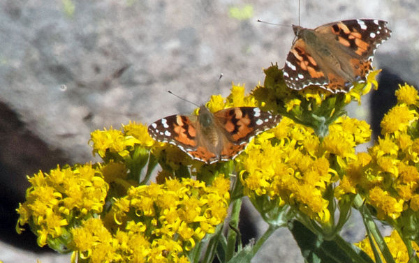 Painted ladies on sneezeweed
